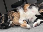 MeowCatMeowCatMeowCatMeowCatMeowCatMeowCatMeowCat