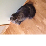 Lone cat fan group
