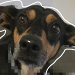 OliverDogGroup