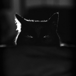 Black Mow