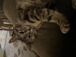 meow୨୧