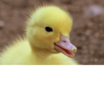 I_love_ducks