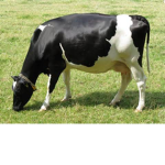 moo goes the cow