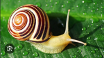 Snail=)
