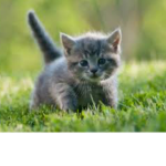 Little Kitty Squad