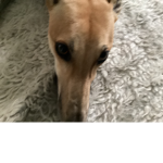 DOGE DOGE DOGE I LOVE DOG