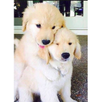 Hugging Pups