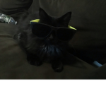 my cat rocks!