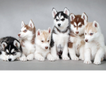 Cute dogs puppies and way more dogs