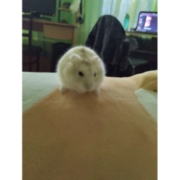 Hamster nightmare icon