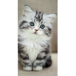 Kitten Club Meow!