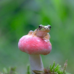 Groggy froggy’s