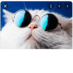 Coo| Cats group