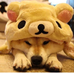 Shibe's House