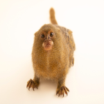 marmosetians