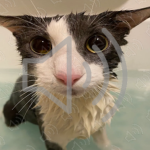 Soggy Cats Audios