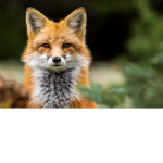 King fox Group