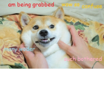 DOGE DOGE DOGE DOGE DOGE DOGE DOGE DOGE DOGE MY DO