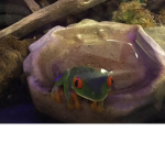 PanicSanic’s Gecko Fan Club