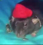 Mafia Chunga