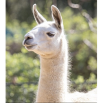 ALL ABOUT LLAMAS