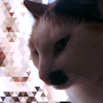 Cat group cat giveaways all the time meow