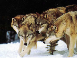 Wolves Hang Out