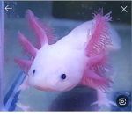 하붕이