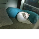 Le coco cat