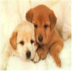 Awesome Doggies Hangout