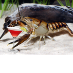 Crayfish Clan