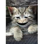 Cats United Revenge On Rats