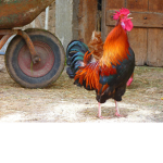 Hang out with chickens group