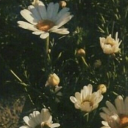 🌼