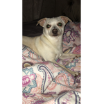 Lilly Chico