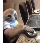 monkey group monkey group