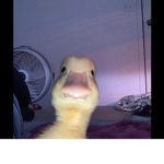 Duckarmyyy