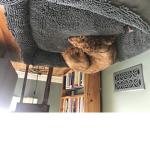 THE DOGGY DUDE