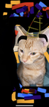 CAT CULTUS
