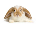 Bunny bros :D
