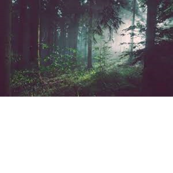 The Forest