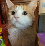 tofu's household