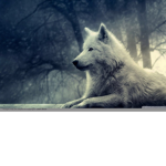 Wolf Safe Group