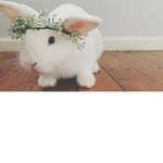 The Bunny Clan!