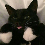bunniau
