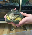 Squealie