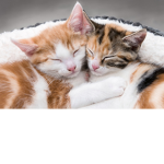 The kitty cats groop