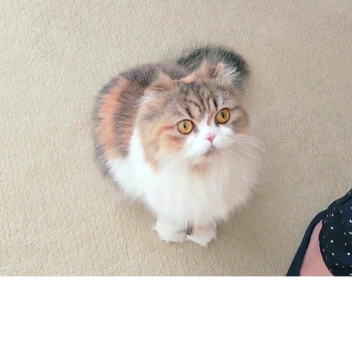 H vs MR KRABS MEME!!!!!