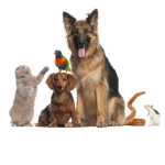 I love all of my cute little adorable pets x3