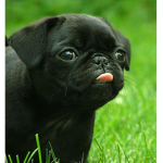 PUGS PUGS PUGS FAN GROUP!!
